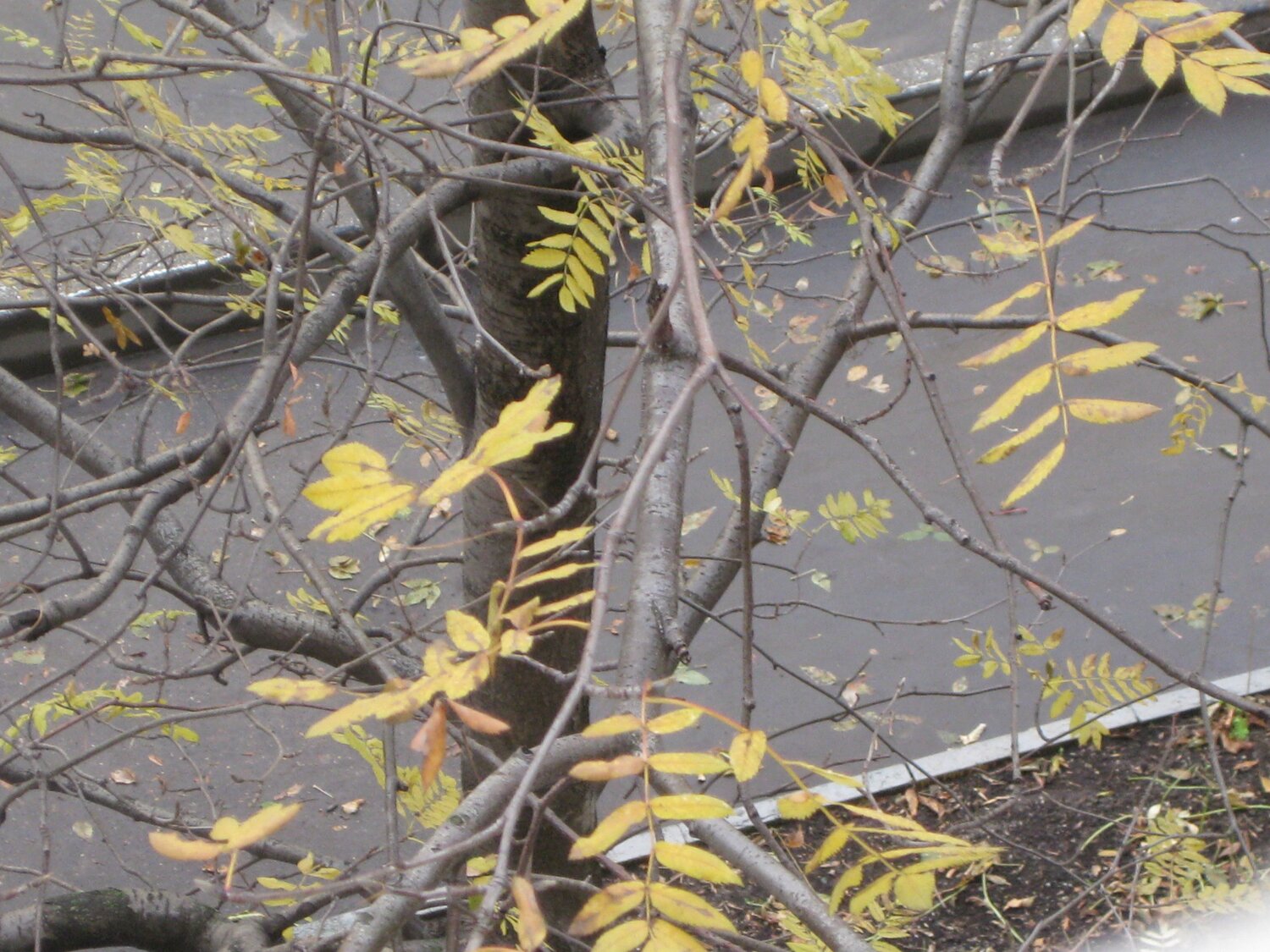 Осень художник