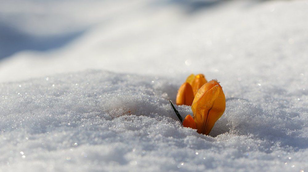 Апрельский дзэн