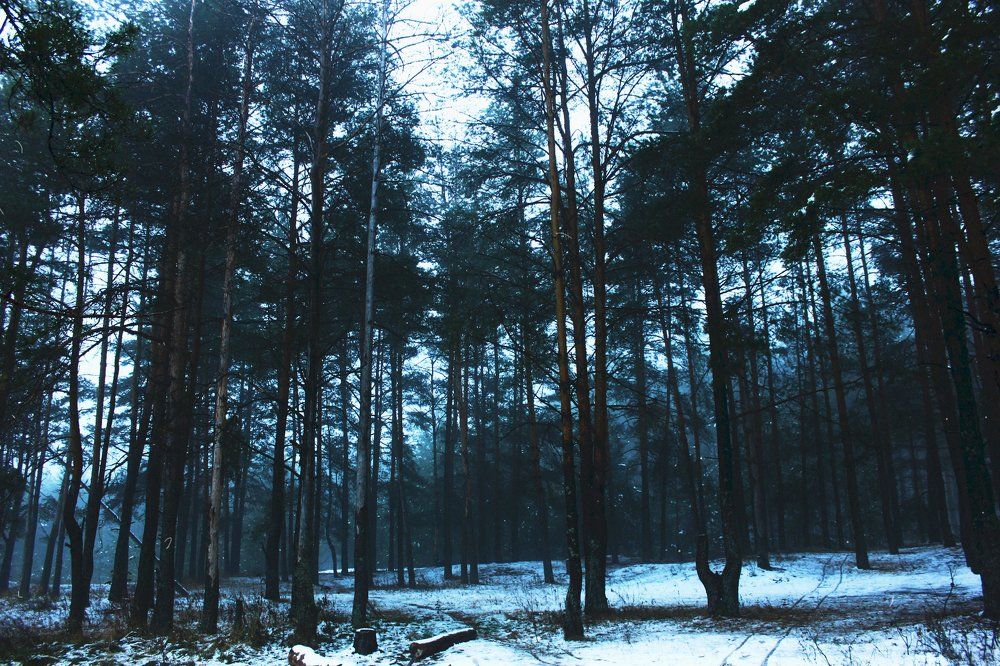 Что за блаженство опять остаться с самим собой, углубиться в себя и наслаждаться тишиной лесов!