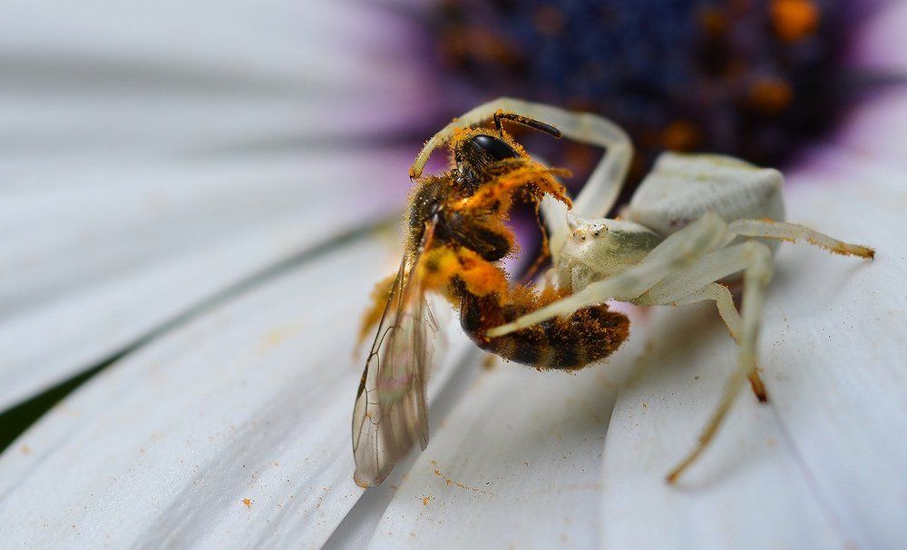 Двойной нельсон