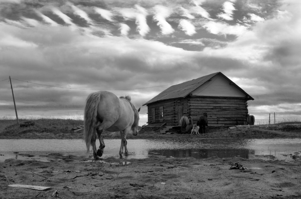 старая кляча