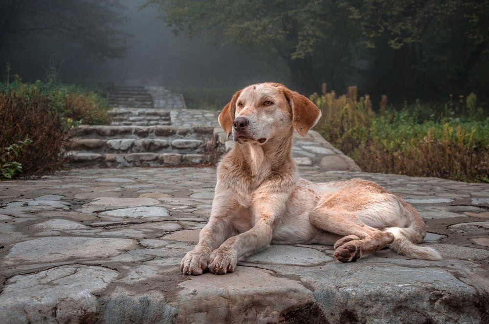 Верный страж