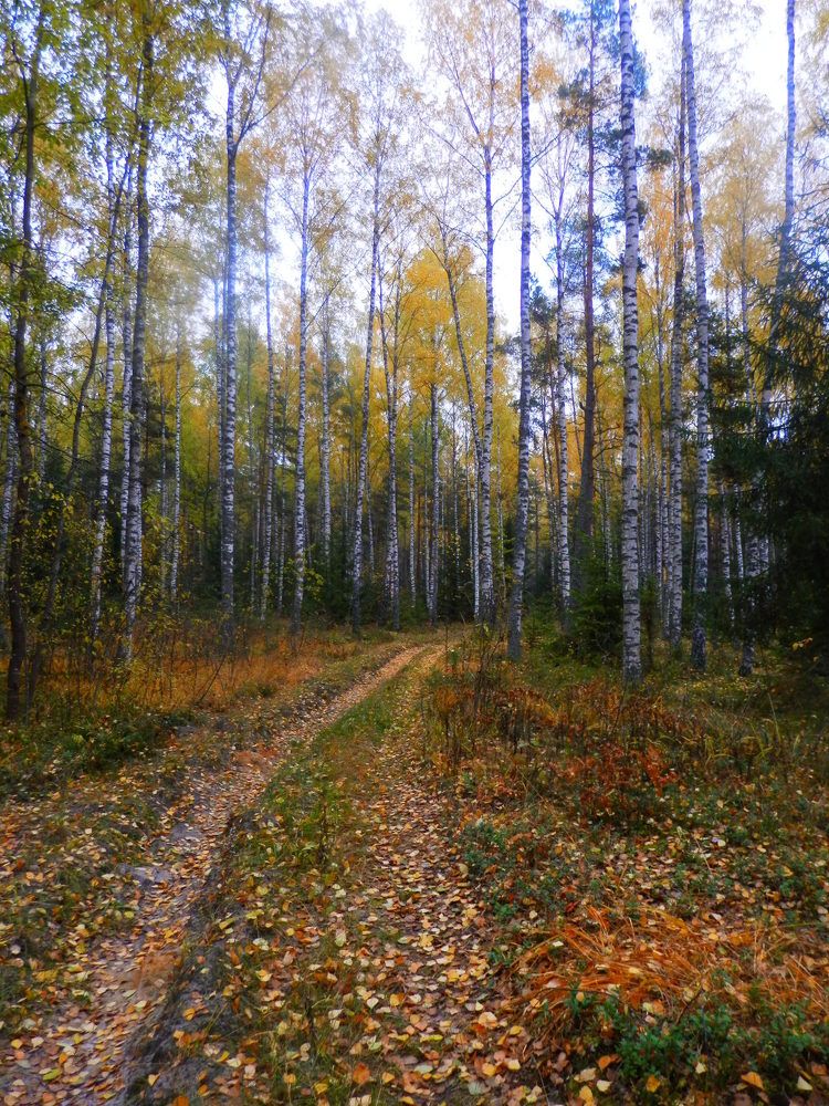 Прогуляемся?