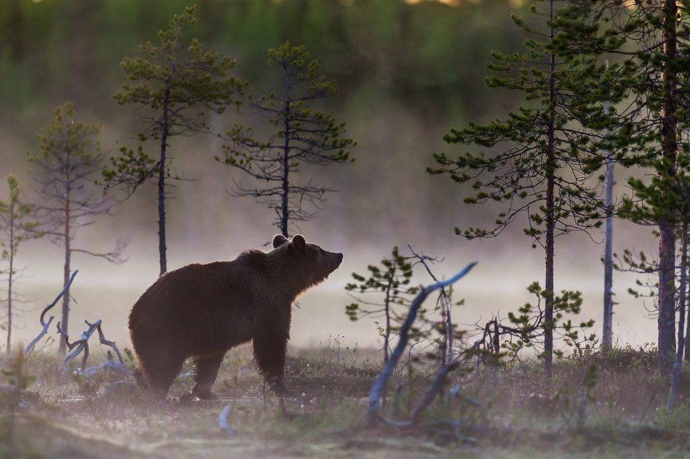 Медвежье утро