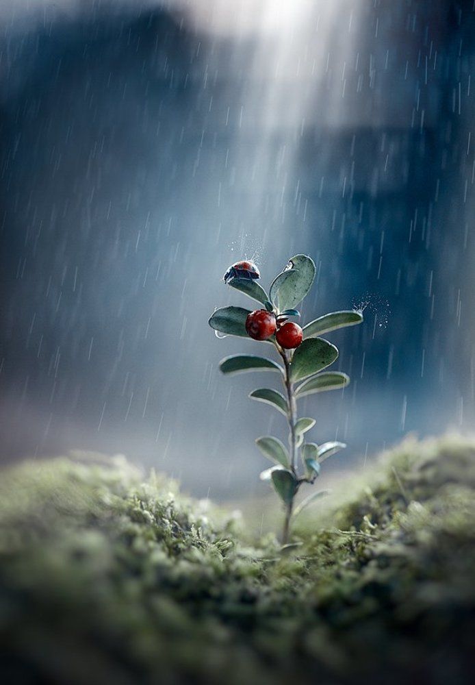 Гулять под дождем