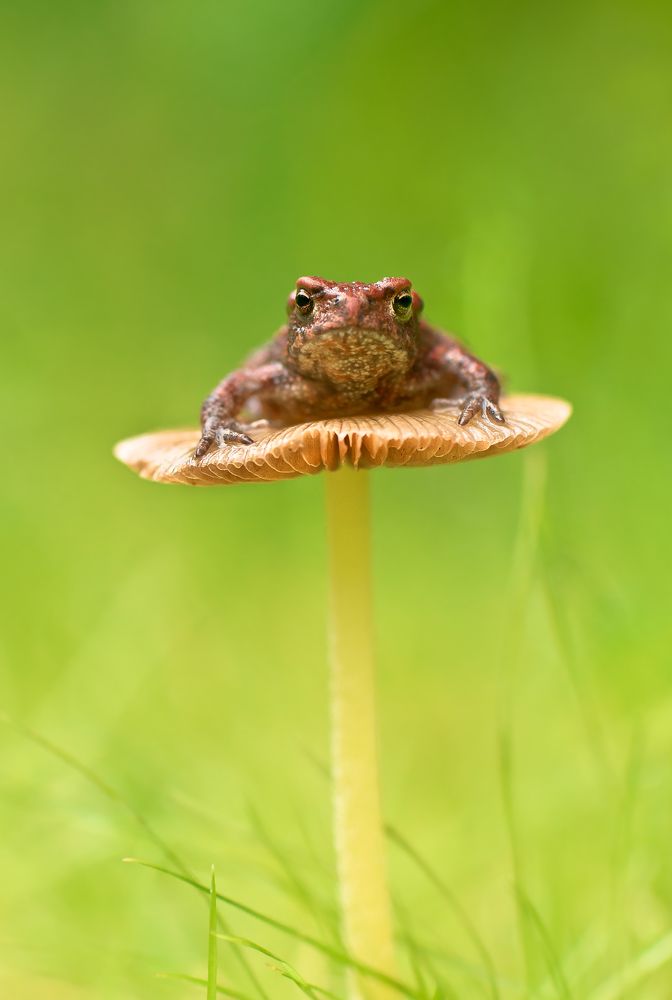 Маленький принц