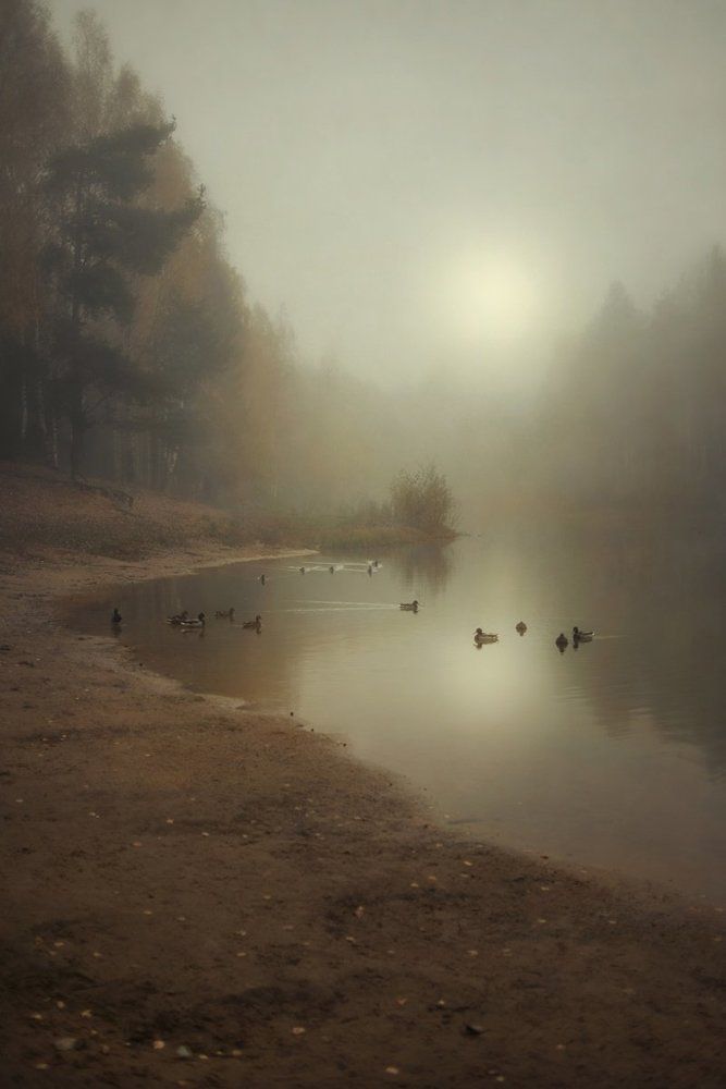 Утиный уголок русской природы