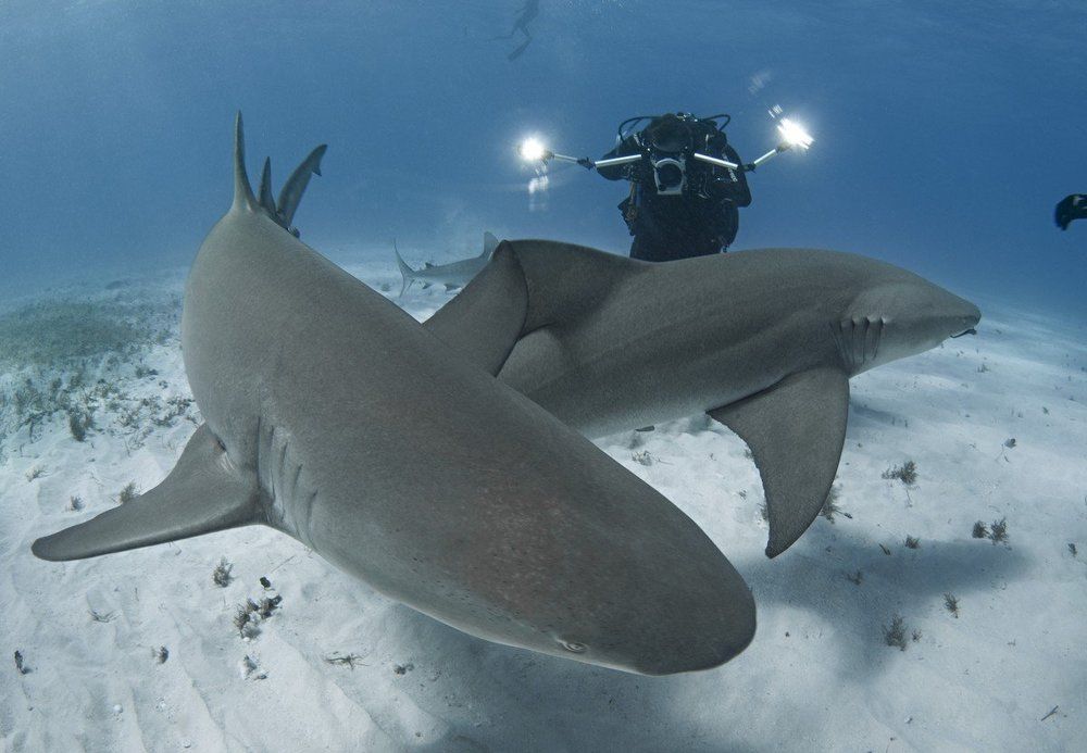 Лимонные акулы Атлантического океана