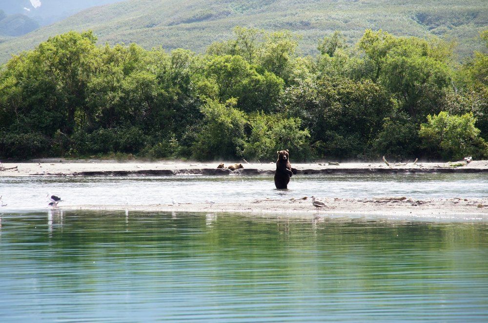 Мишка на Курильсом озере