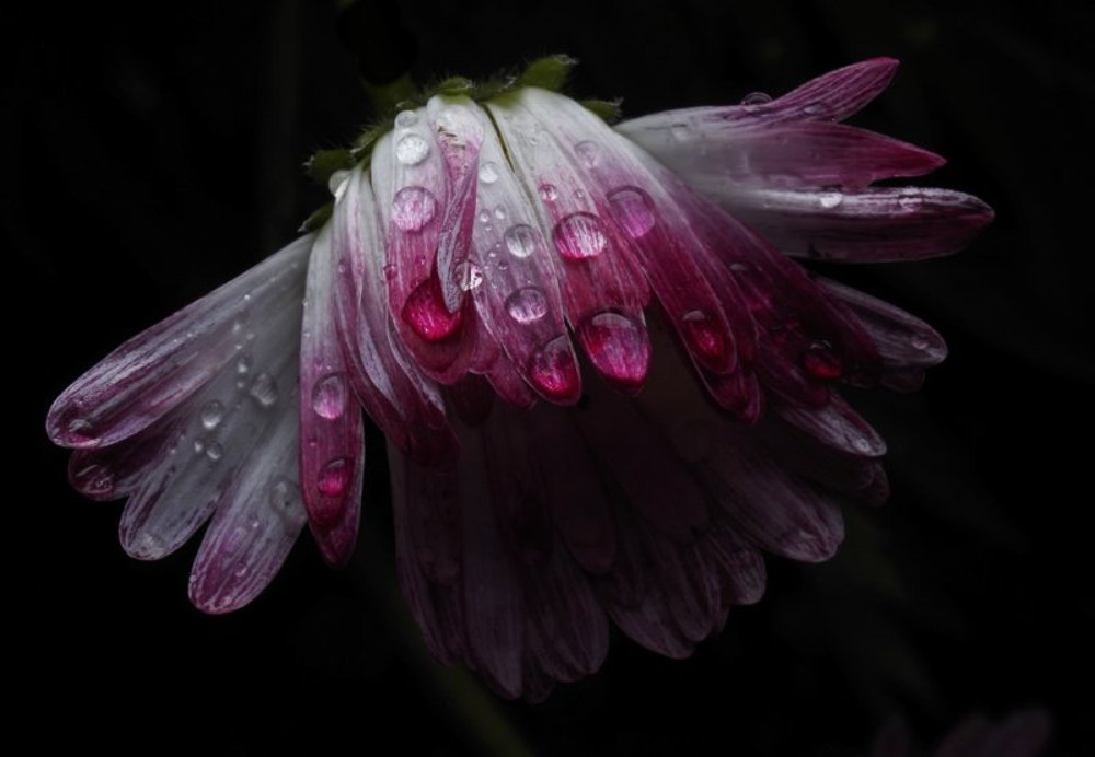 Photograph by Alexander Svetlov