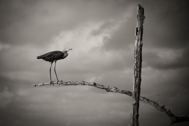 Sergye Sokolov, Russia