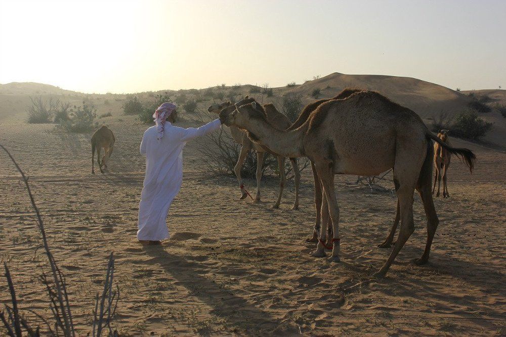 погонщик пустыни