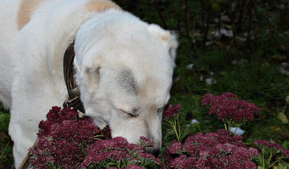 Photograph by Любовь Перевозникова