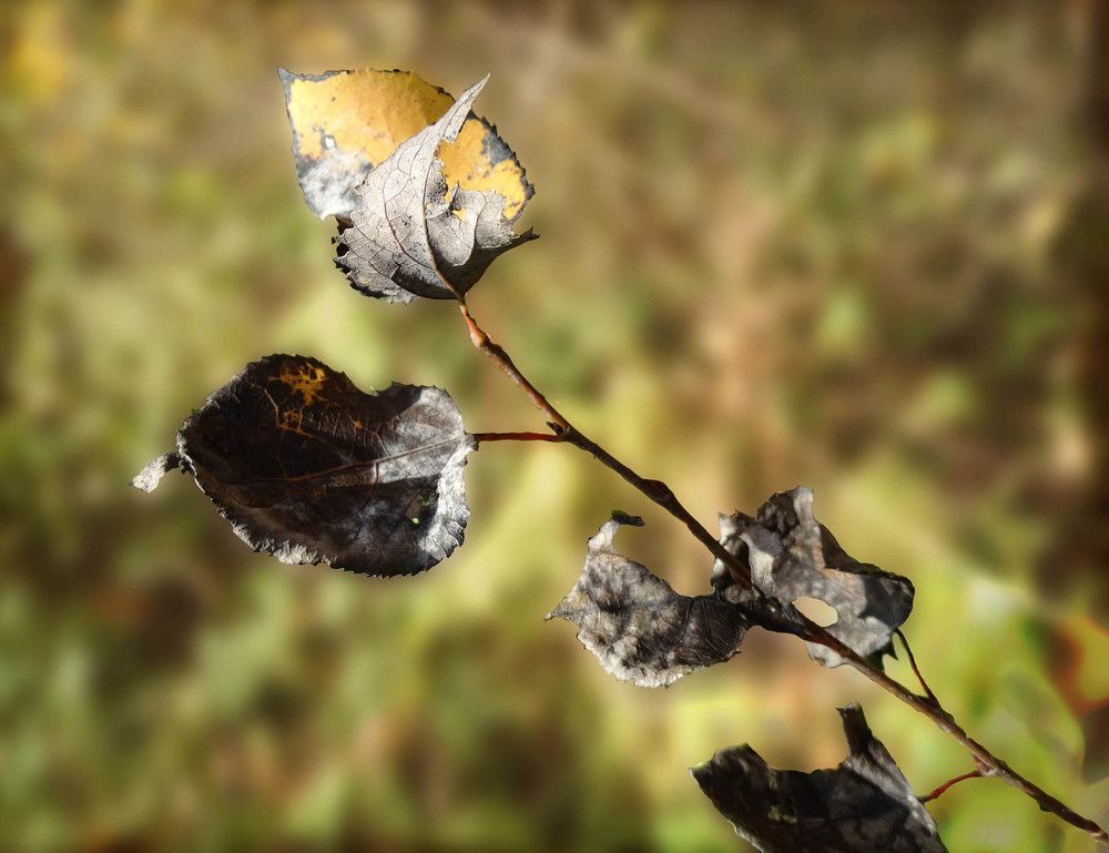 Хрупкая осенняя веточка