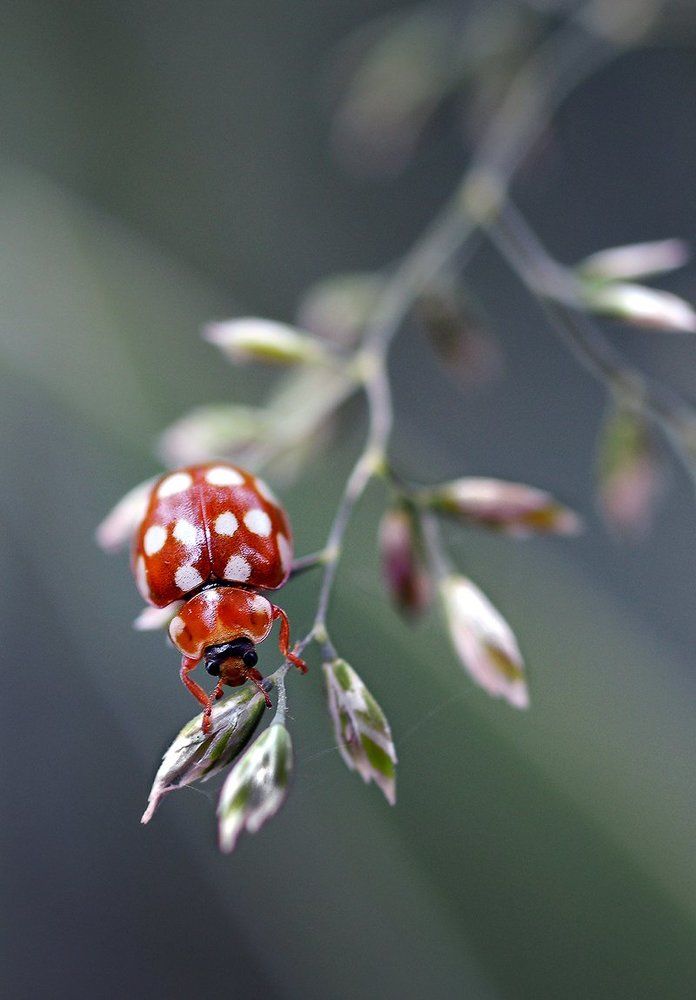 Кальвия четырнадцатипятнистая