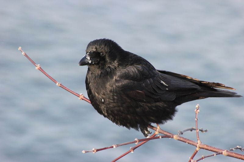 Анжелика Фёдорова, Kazakhstan