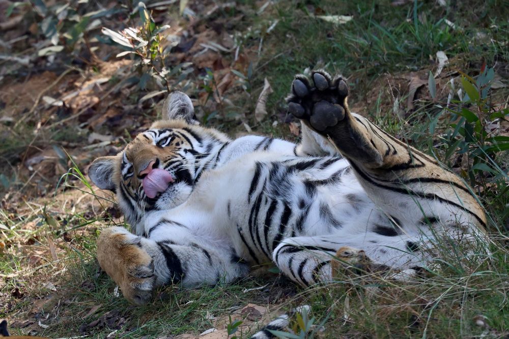 Photograph by Sanjay Risbood