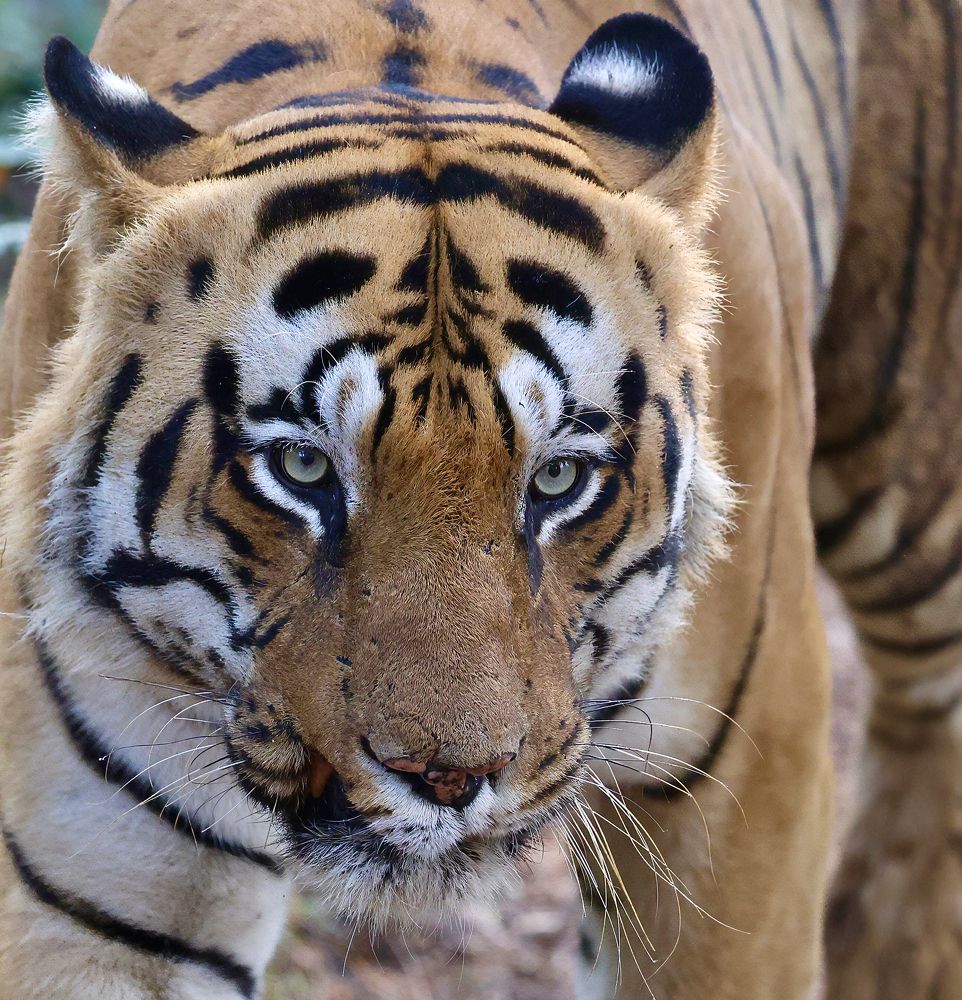 Photograph by Sanjay Risbood