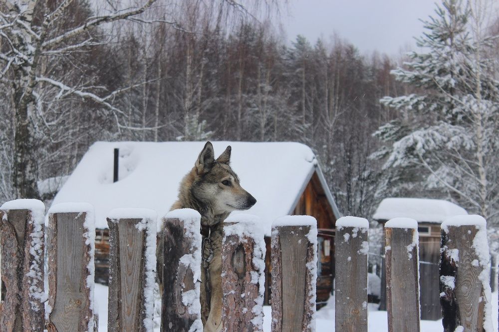 Фотография автора Тамара Караваева