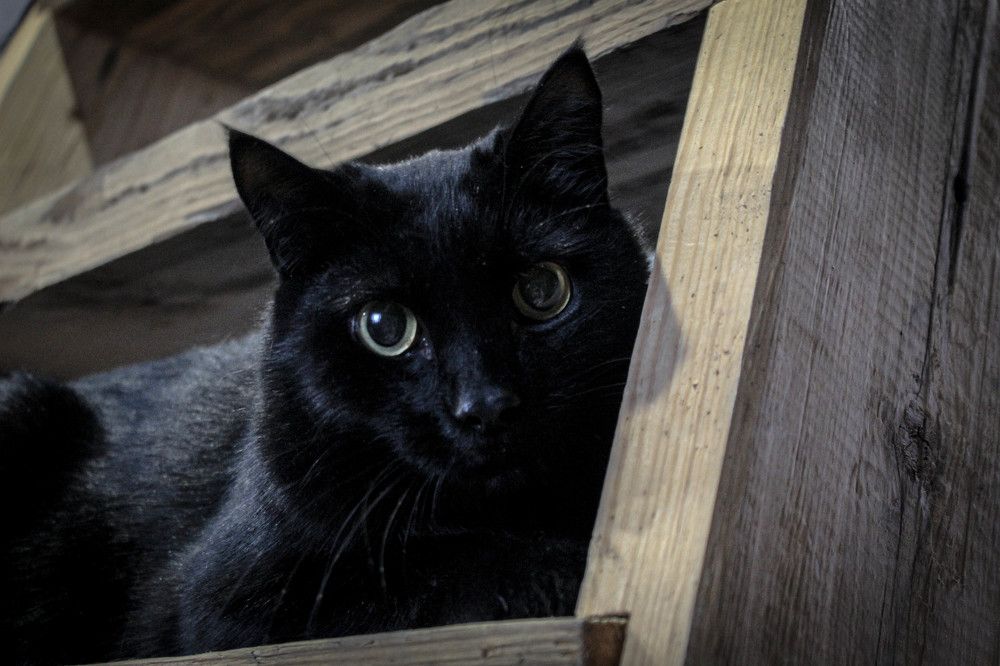 Фотография автора Екатерина Маркелова