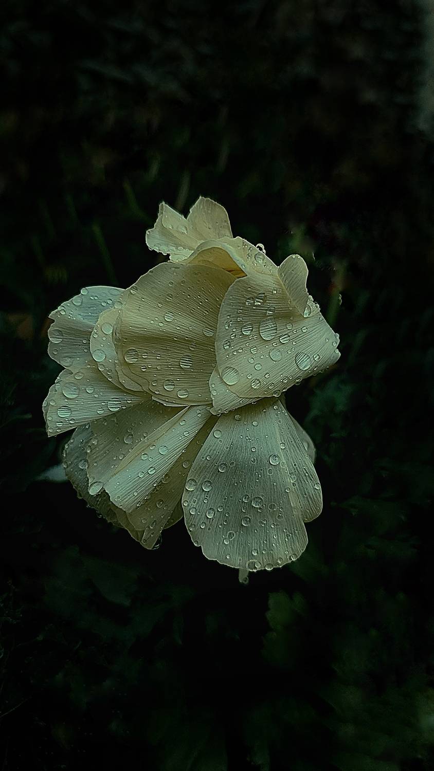 Photo #10150434