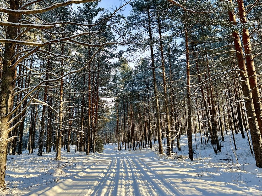 Зимняя сказка ❄️