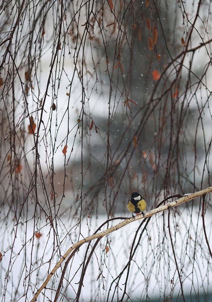 Photograph by Ирина Владова