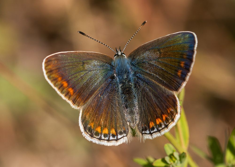 Photograph by Wendy Vanhoudt