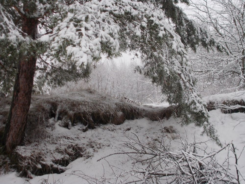 Зимушка-зима на краю деревни.