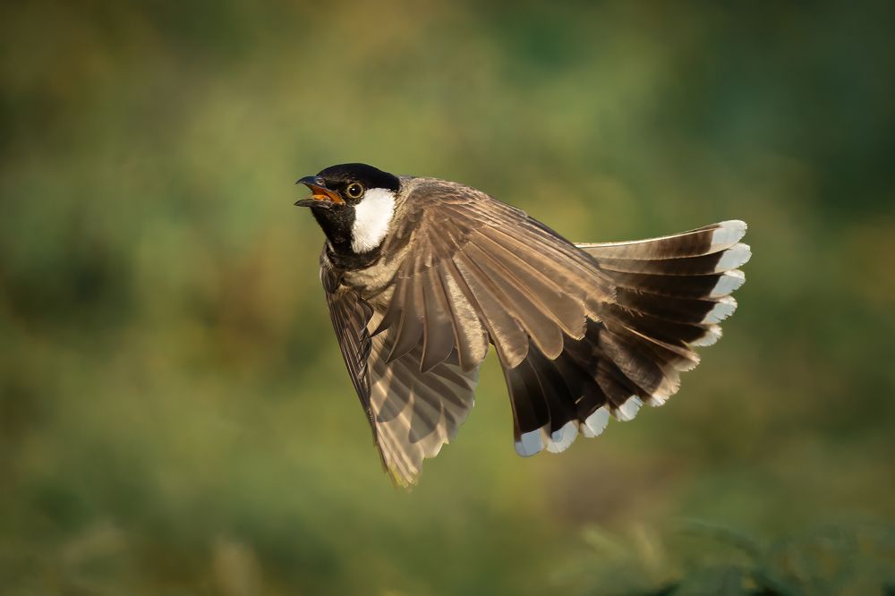 Фотография автора Prejul Prakash