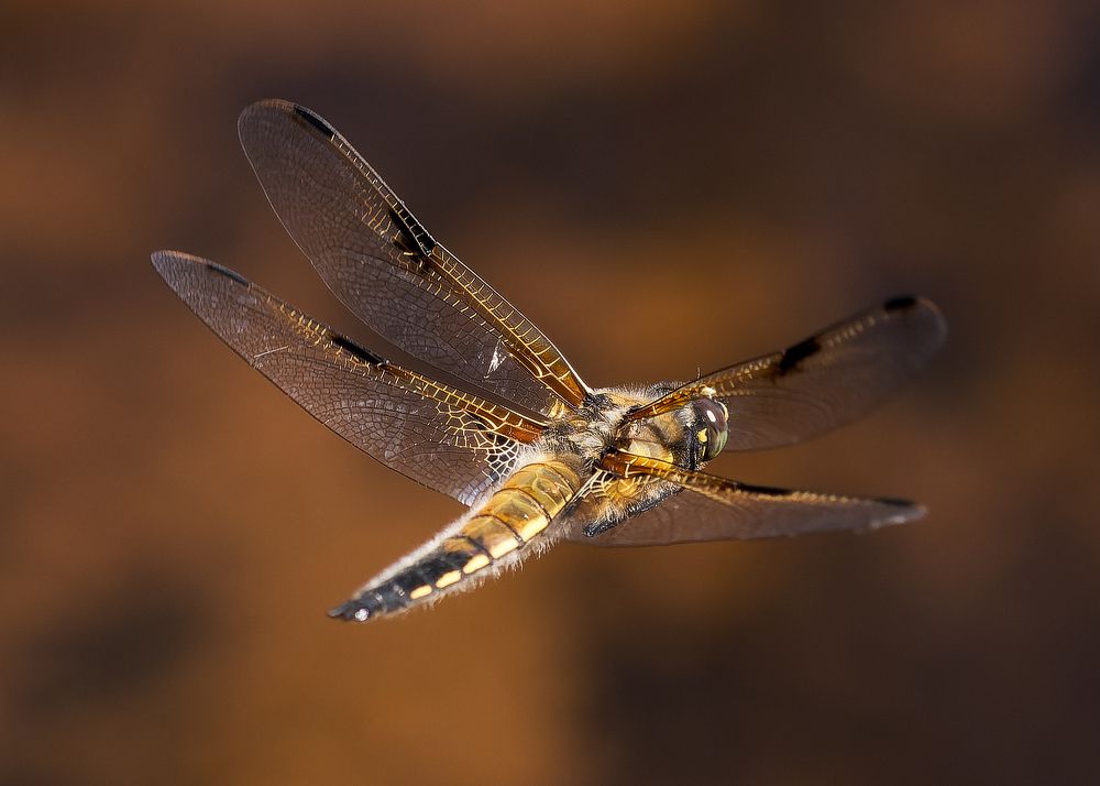 Photograph by Wendy Vanhoudt