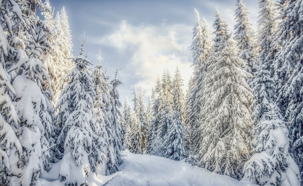 Фотография автора Leompescu Emanuel