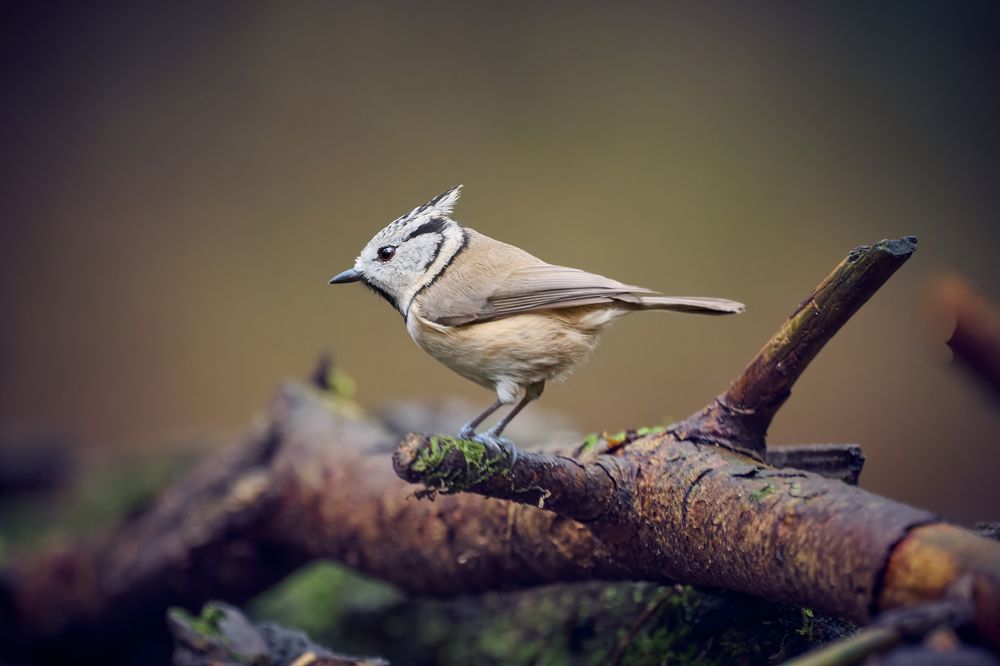 Crested tit (Lophophanes cristatus)