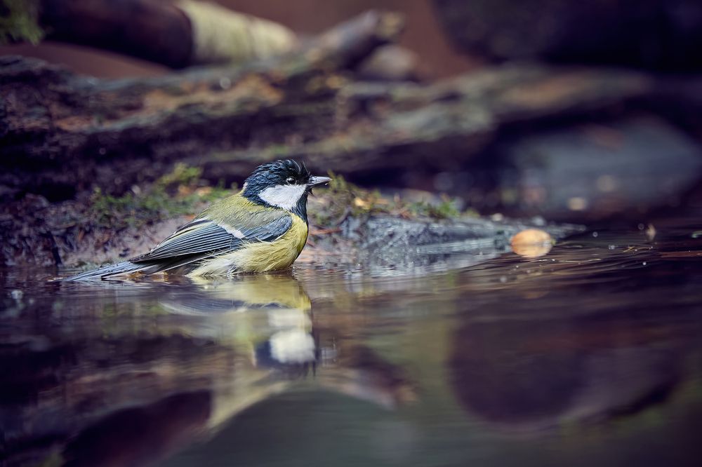 Great tit (Parus major)