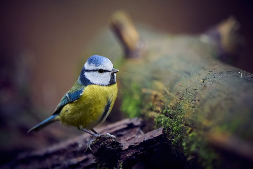 Eurasian blue tit (Cyanistes caeruleus)[
