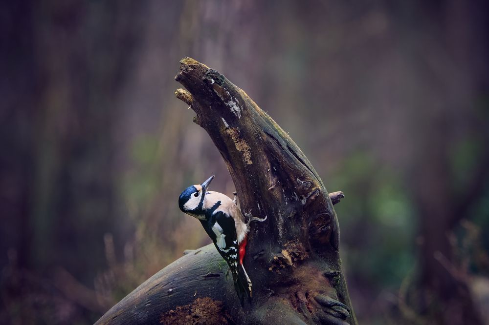 Middle spotted woodpecker (Dendrocoptes medius)