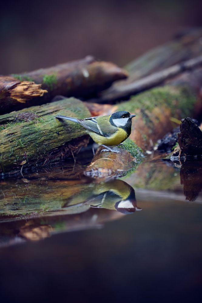 Great tit (Parus major)