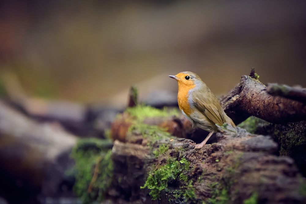 European Robin (Erithacus Rubecula)