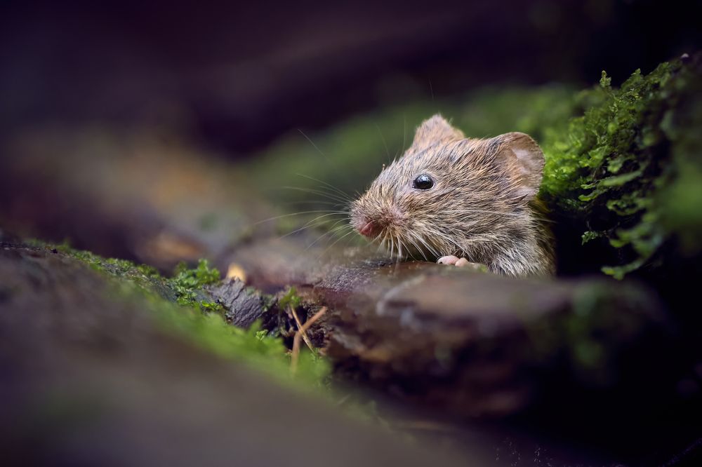 Bank vole (Clethrionomys glareolus)