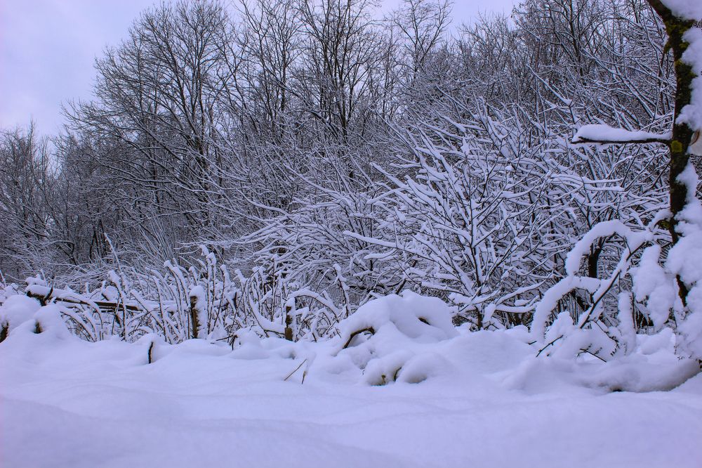 Photograph by Ирина Дмитриенко