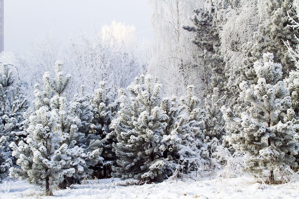 Photograph by Сергей Черных