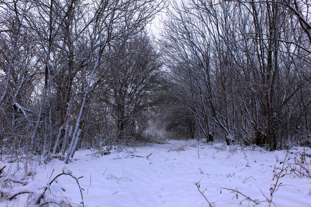 Photograph by Ирина Дмитриенко