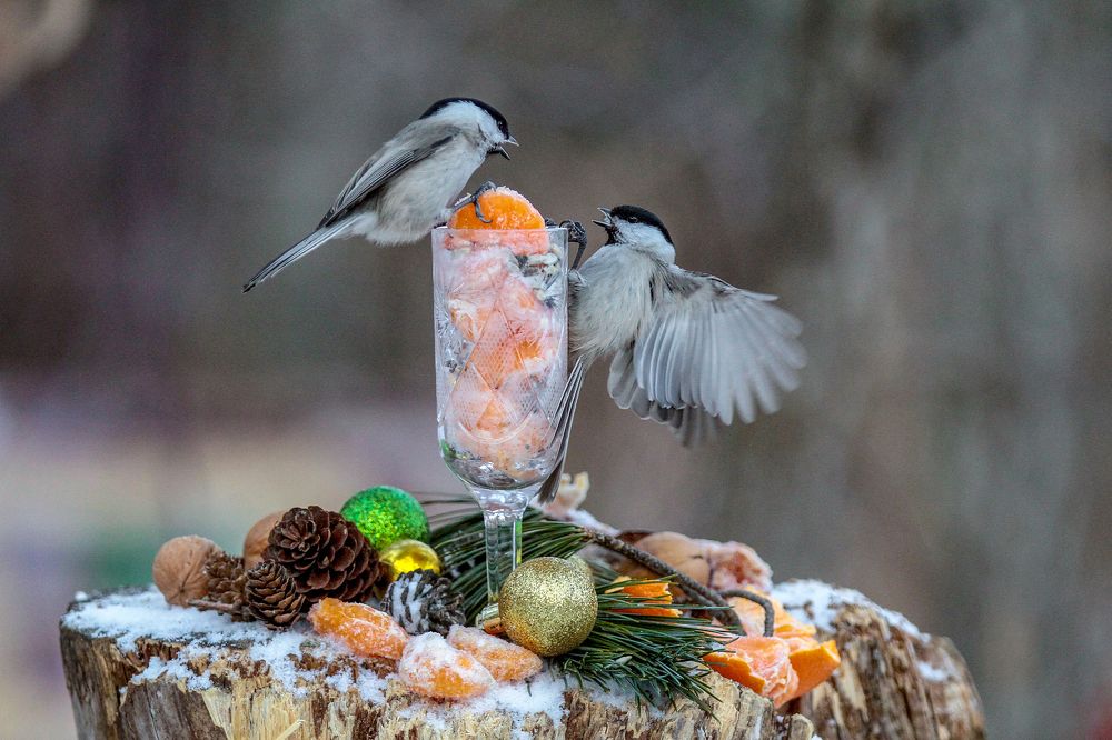 Мандариновые страсти