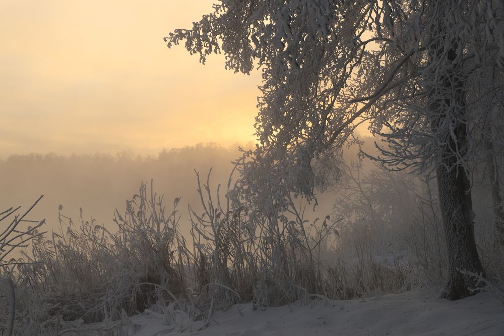 Золотистое морозное утро