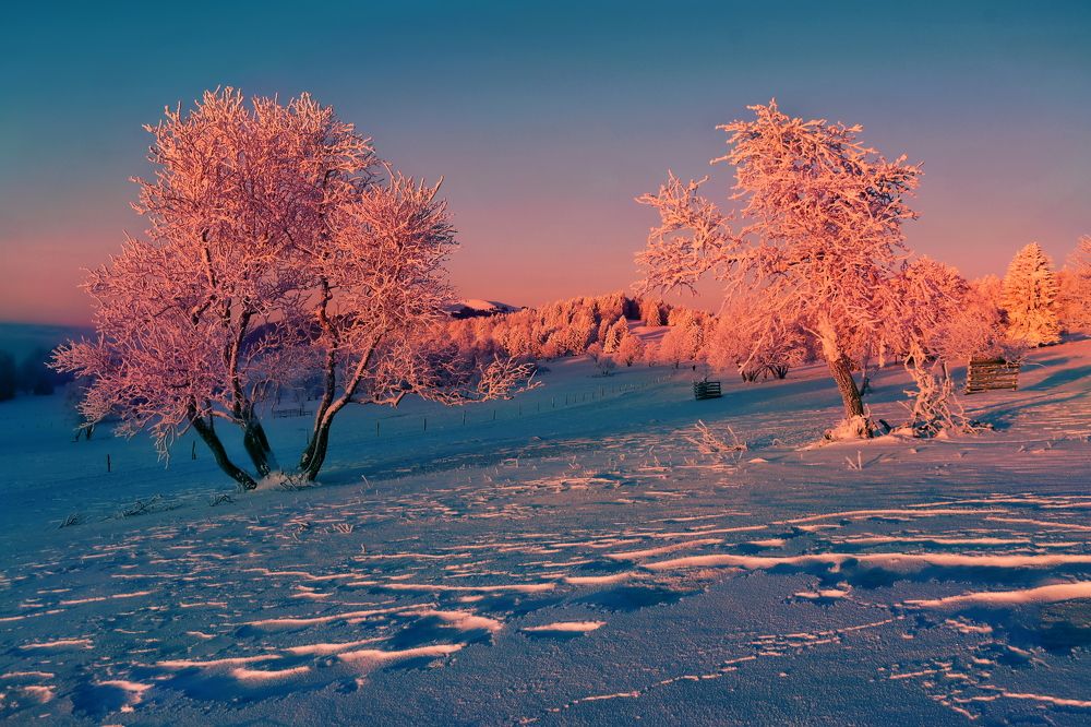 Photograph by Elena Wymann