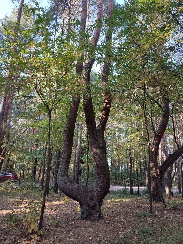 Photograph by Александр Борисович Шкурат