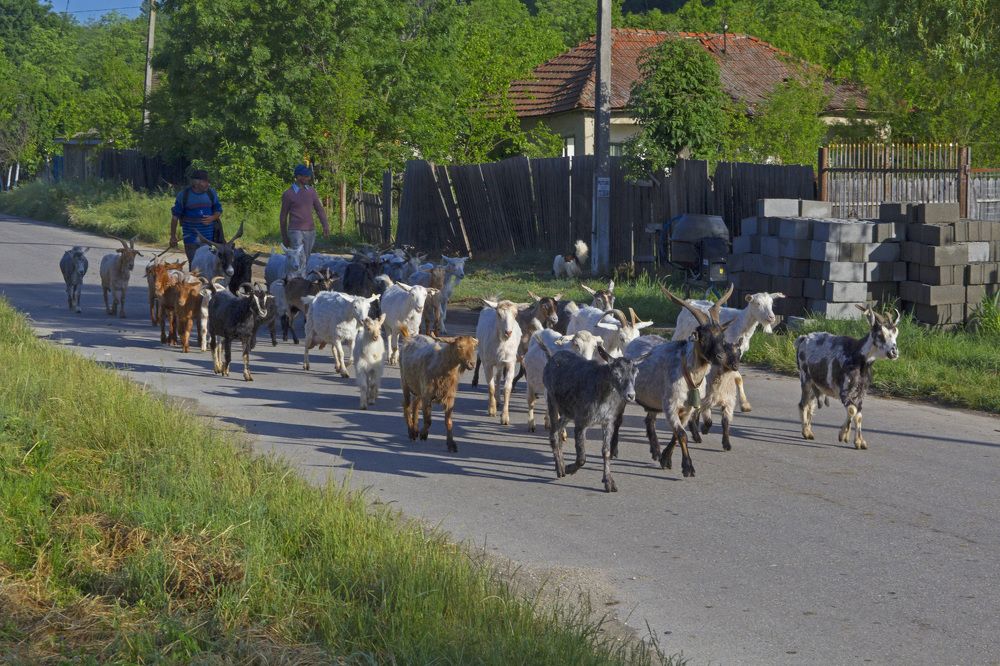 Photograph by Cojanu Silviu