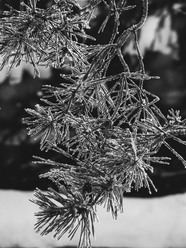 Photograph by Юлия Ненашева