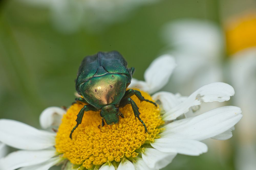 Бронзуа кушает ромашку