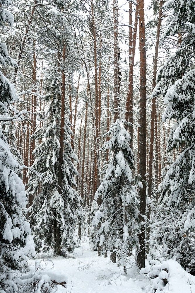 Photograph by jelena konickaja